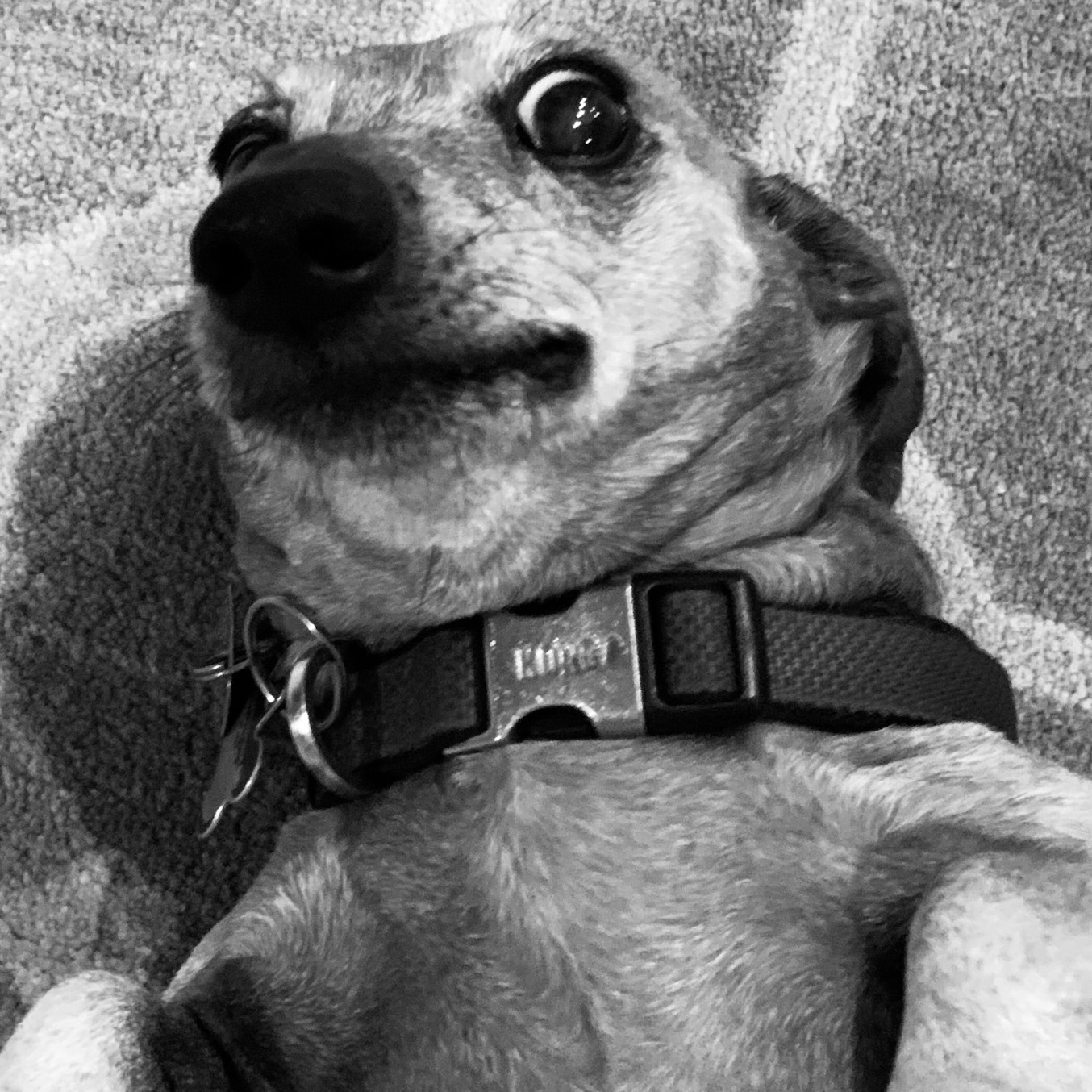 Jesse the Dog